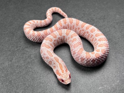 animal image