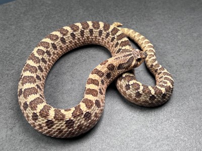animal image