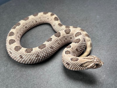 animal image