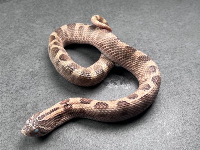 animal image