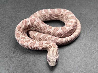 animal image