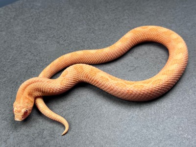 animal image