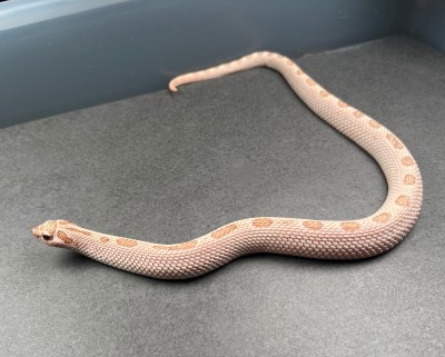 animal image