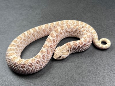 animal image