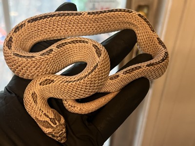 animal image