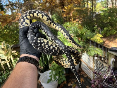 animal image