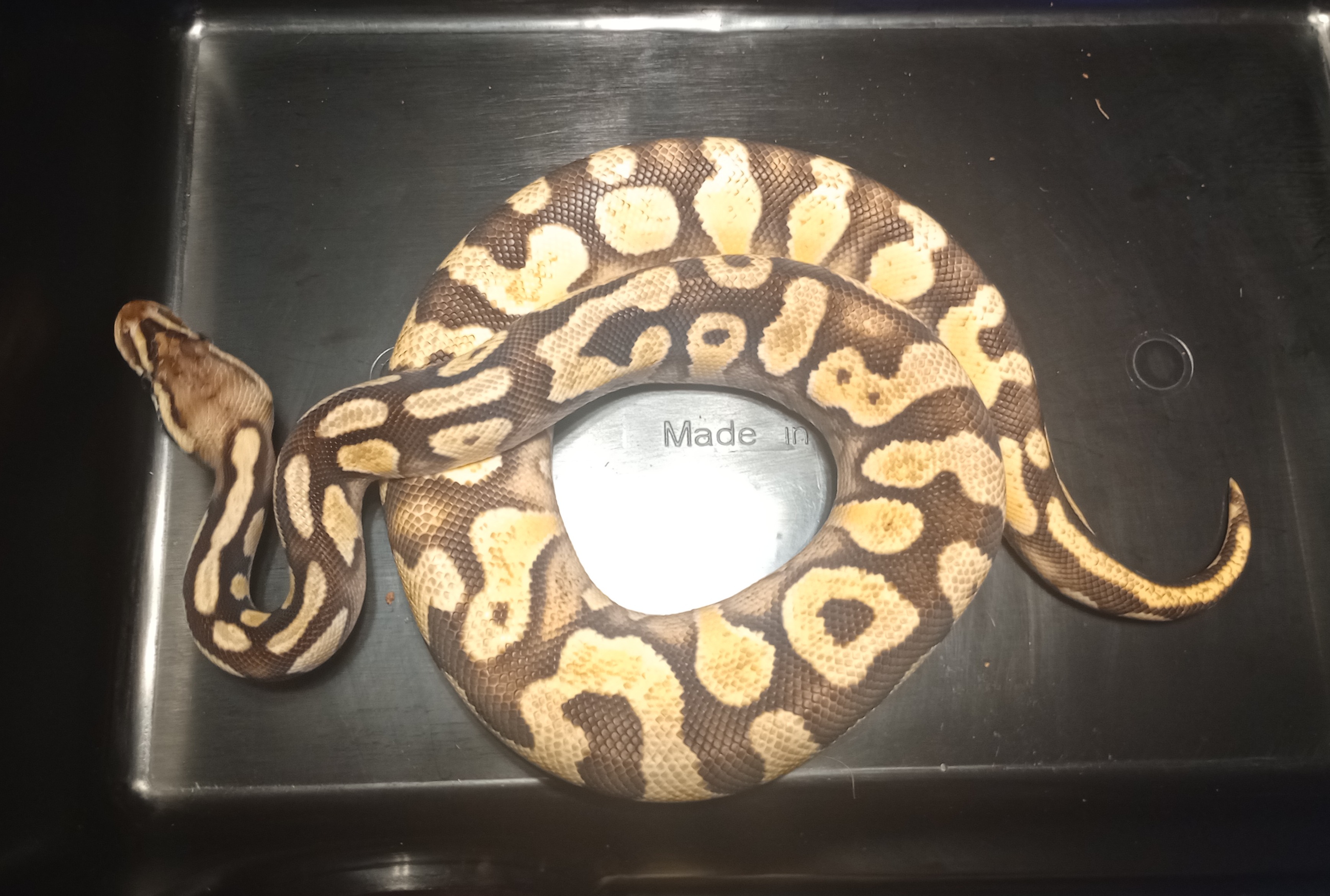 Draco