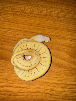 animal image