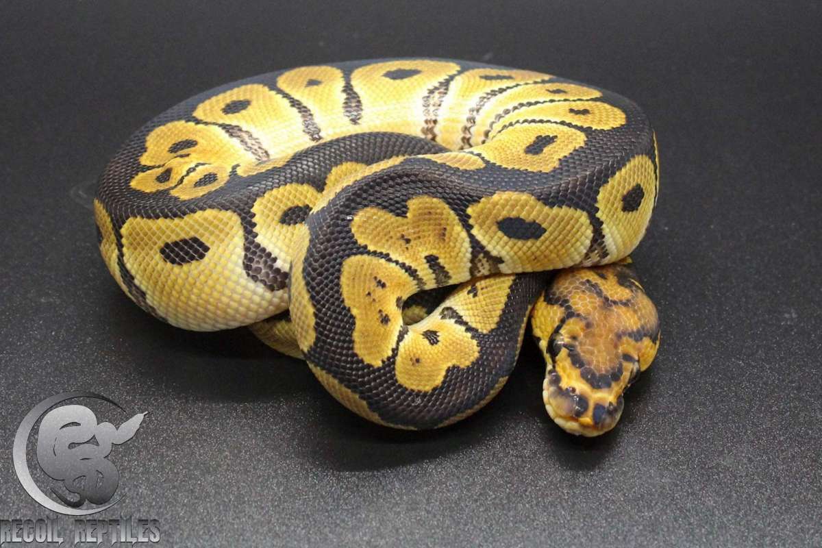 animal image