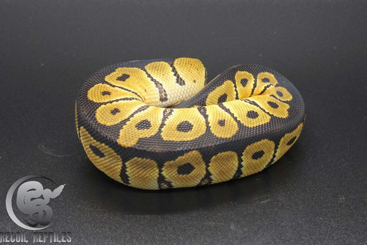 animal image