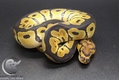 animal image