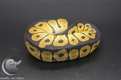 animal image