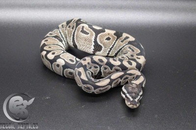 animal image