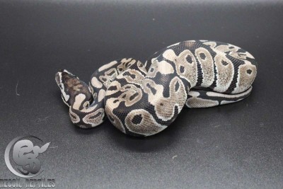 animal image