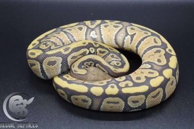 animal image