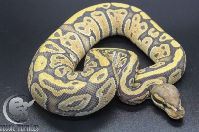 animal image