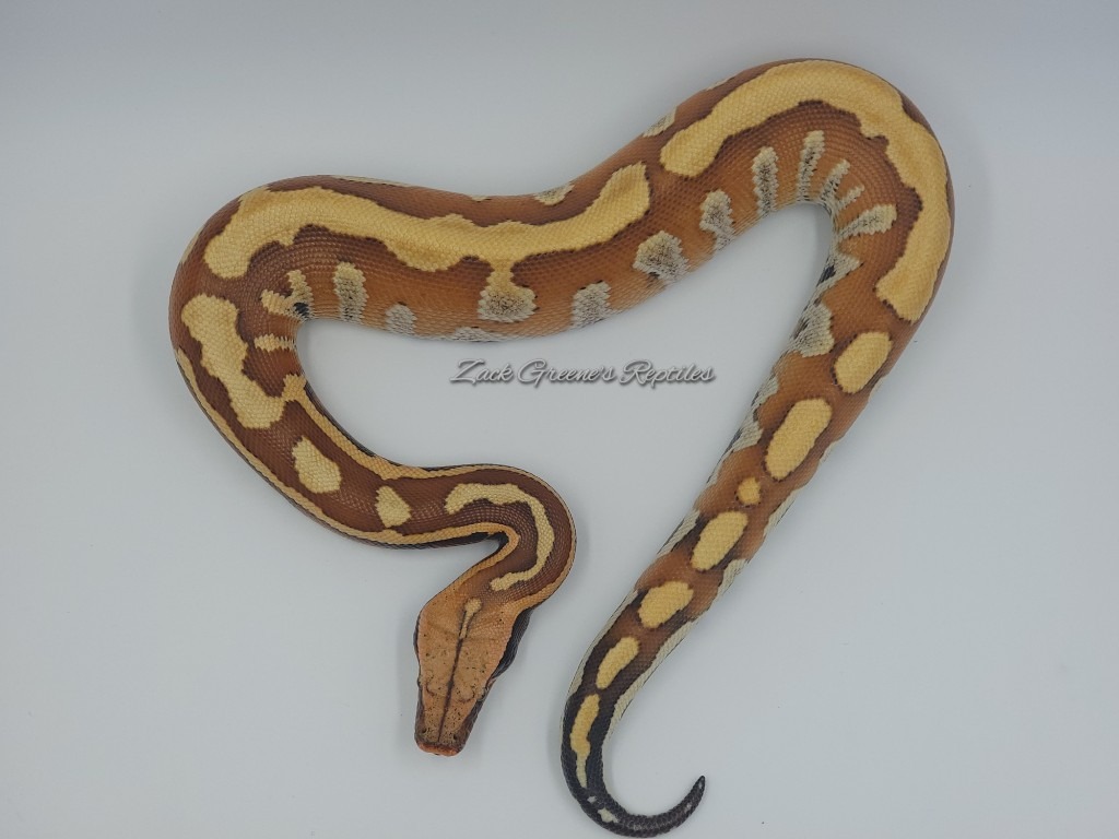 animal image