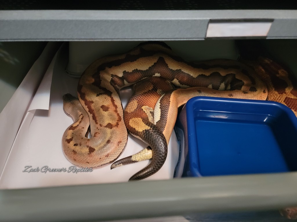 animal image