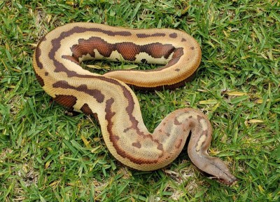 animal image