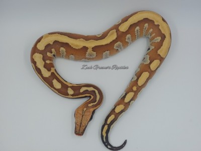 animal image