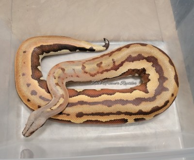 animal image