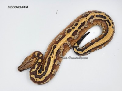 animal image