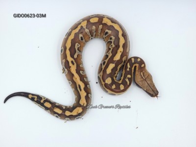 animal image