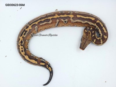 animal image