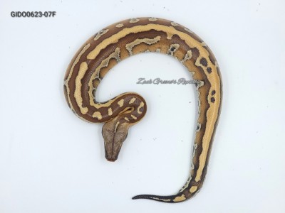 animal image