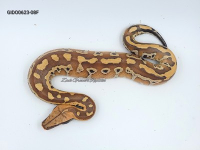 animal image