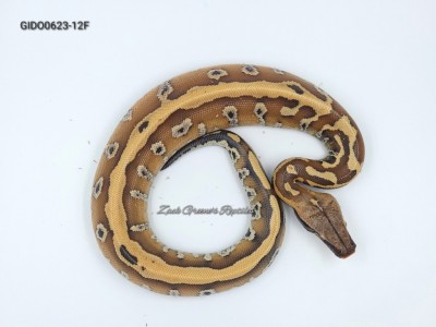 animal image