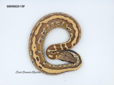 animal image