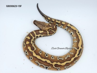 animal image