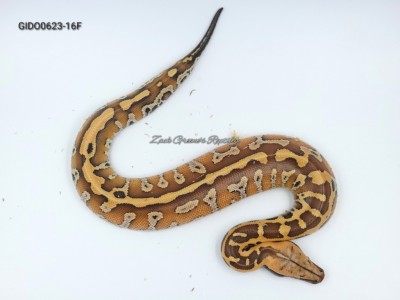 animal image