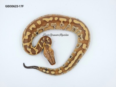 animal image