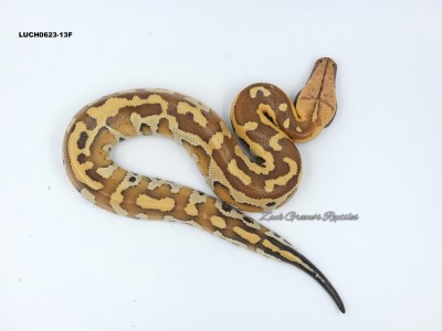 animal image