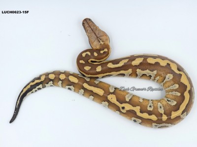 animal image