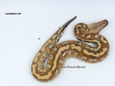 animal image