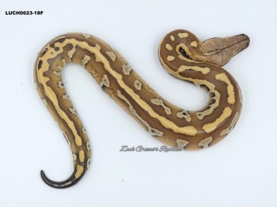 animal image