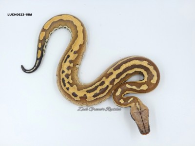 animal image