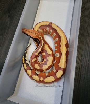 animal image