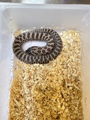 animal image