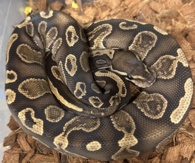 animal image
