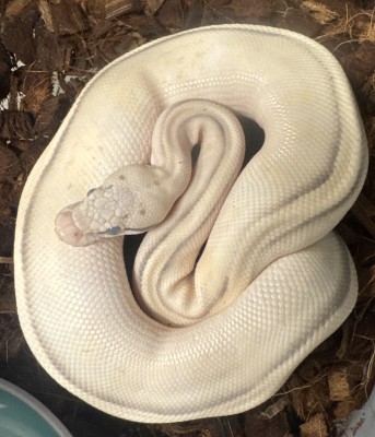 animal image