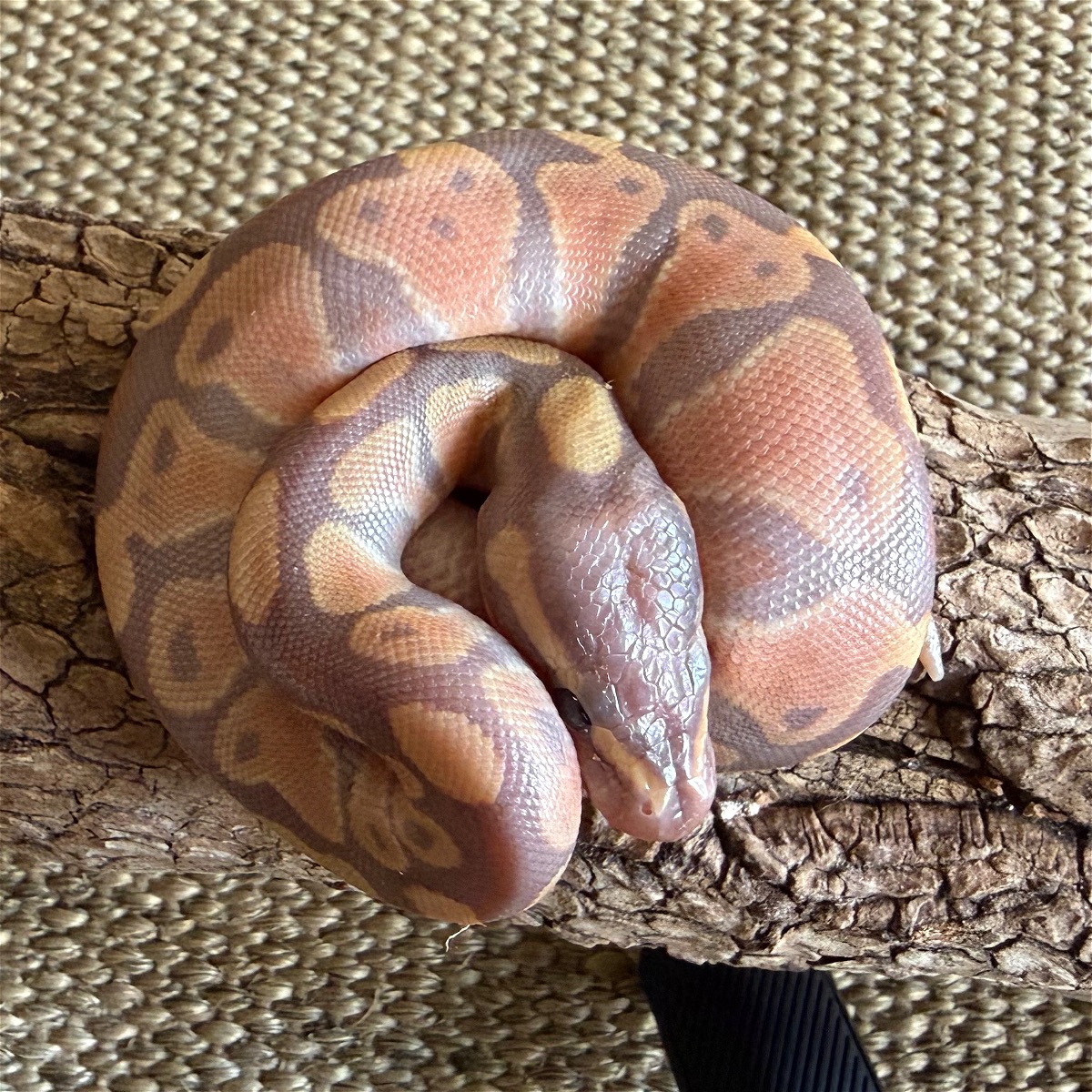animal image