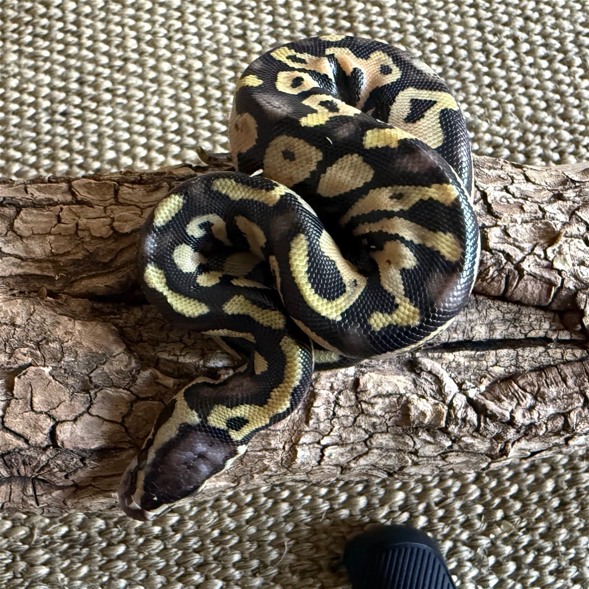 animal image