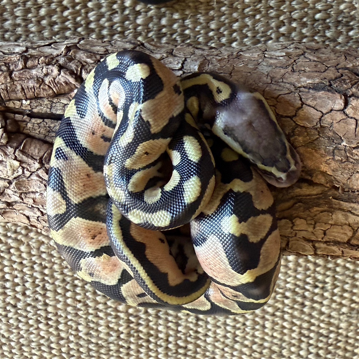 animal image