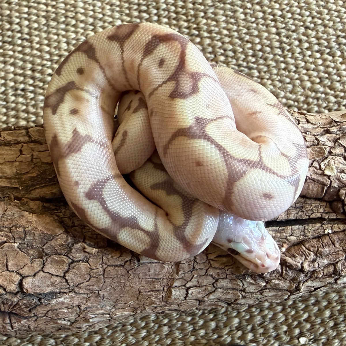 animal image