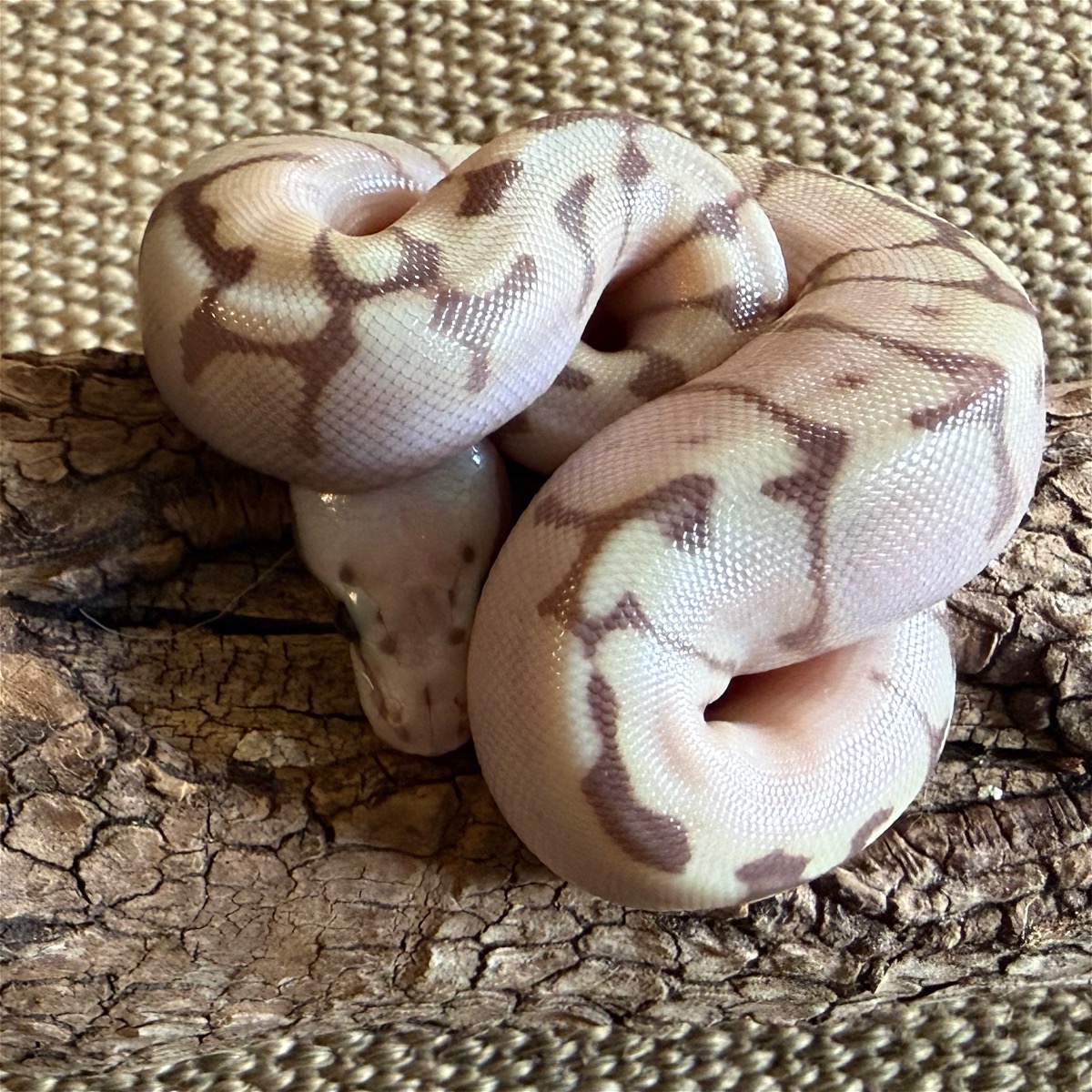 animal image