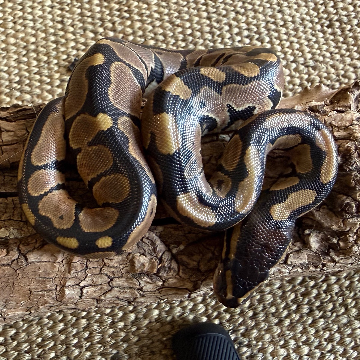 animal image